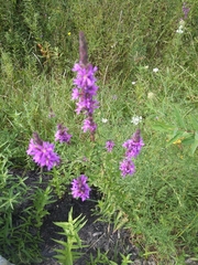 Lythrum salicaria