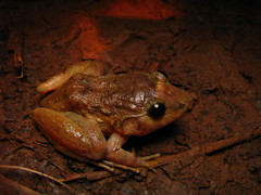 Burmese Wart Frog photo 1