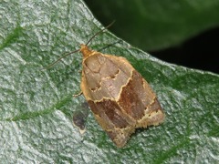 Clepsis dumicolana