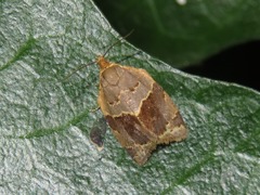 Clepsis dumicolana