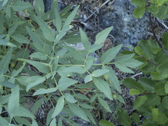 Angelica tomentosa