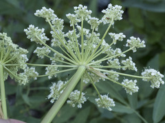Angelica tomentosa