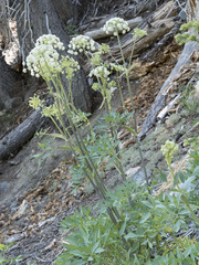 Angelica tomentosa
