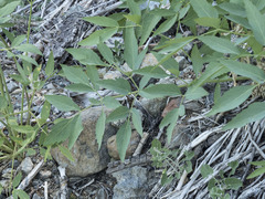 Angelica tomentosa