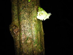 Amphitecna tuxtlensis