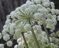 Angelica tomentosa