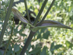 Angelica tomentosa
