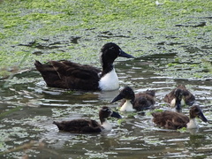 Anas platyrhynchos domesticus