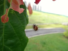 Phalanta phalantha phalantha