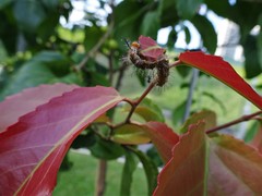 Phalanta phalantha phalantha