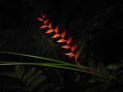 Heliconia uxpanapensis