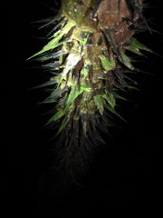 Astrocaryum mexicanum