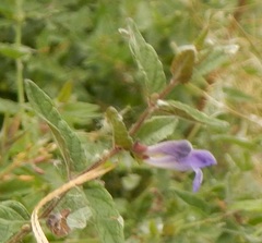Scutellaria scordifolia