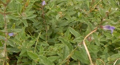 Scutellaria scordifolia