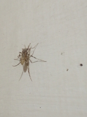 Mucidus