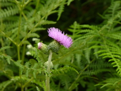 Cirsium filipendulum