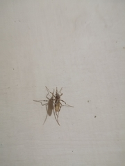 Mucidus