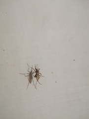 Mucidus