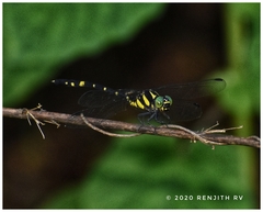 Macrogomphus wynaadicus