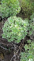 Aeonium haworthii