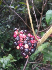 Ardisia compressa