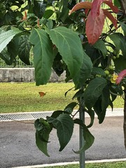 Phalanta phalantha phalantha