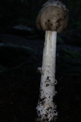Amanita submaculata
