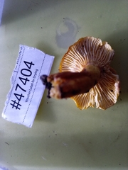 Cantharellus lewisii