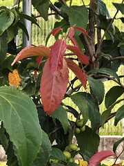 Phalanta phalantha phalantha