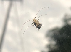 Hyperplatys maculatus