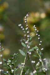 Lithospermum officinale
