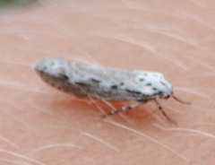 Ethmia discostrigella