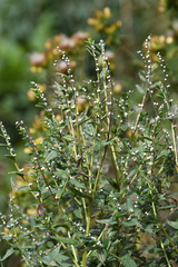 Lithospermum officinale