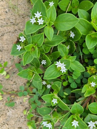 Richardia brasiliensis image