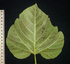 Operculina ventricosa