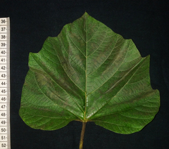 Operculina ventricosa