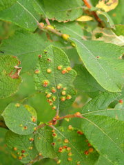 Aculus