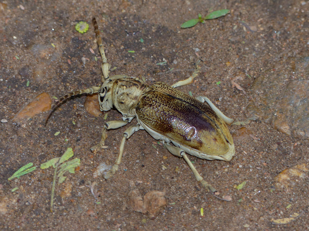 Phryneta obesa