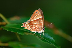 Saribia