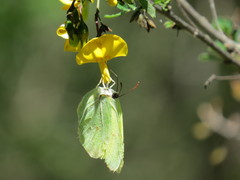 Gonepteryx farinosa