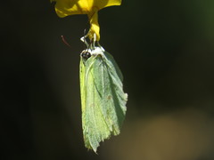 Gonepteryx farinosa