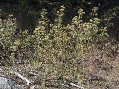 Phacelia mutabilis