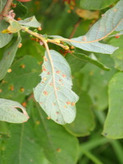 Aculus