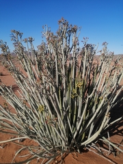 Euphorbia dregeana