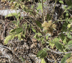 Phacelia mutabilis