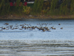 Branta canadensis