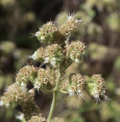 Phacelia mutabilis