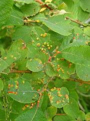 Aculus