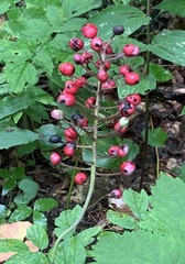 Actaea × ludovicii