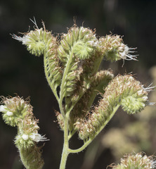 Phacelia mutabilis